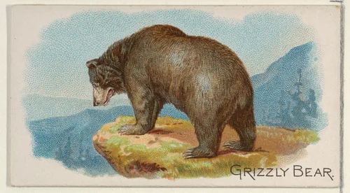 Grizzly Bear, from the Quadrupeds series (N21) for Allen & Ginter Cigarettes by Allen & Ginter, print, 1890