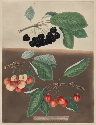 Pomona Britannica: No. 10 - Cherries by George Brookshaw, print, 1805