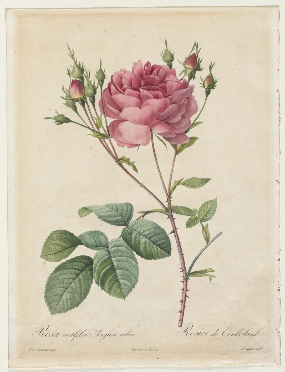 Rosa Centifolia Anglica Rubra by Henry Joseph Redouté, print, 1817-1824