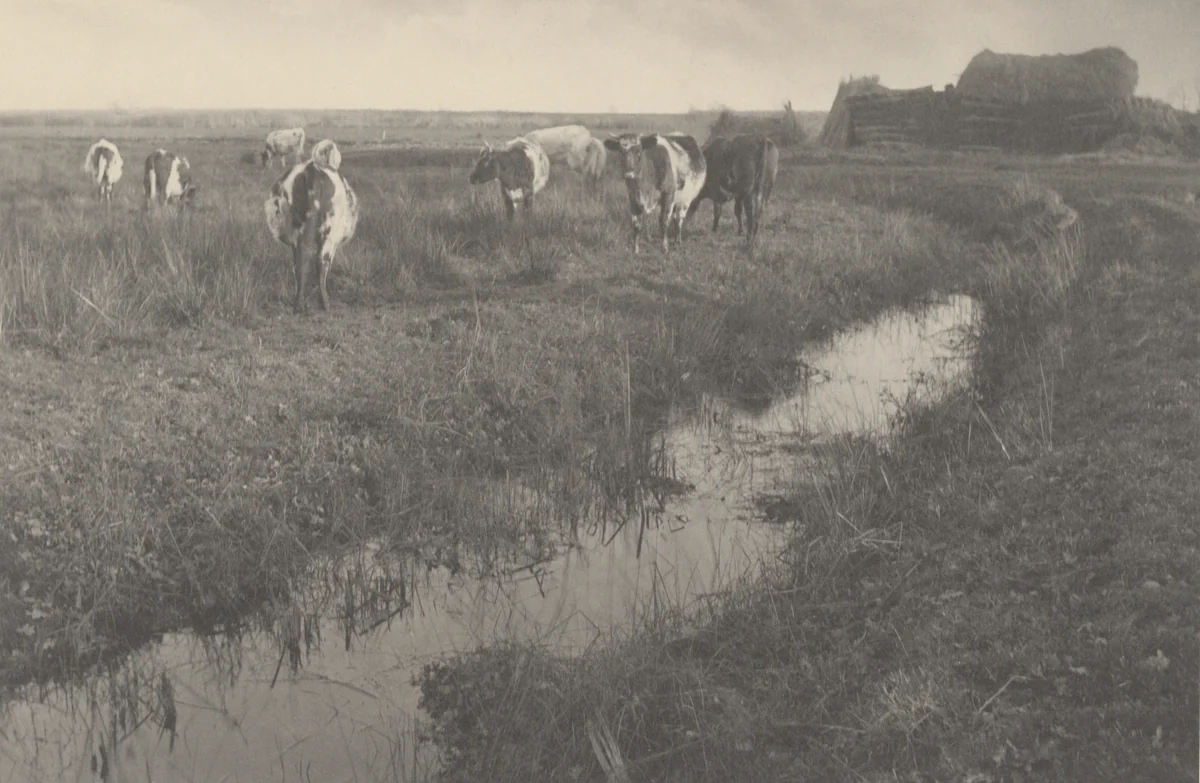 Cattle on the Marshes by Peter Henry Emerson, photograph, 1886