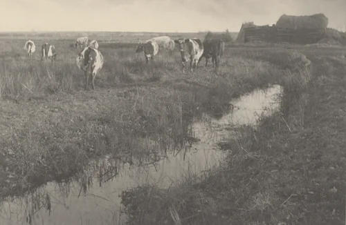Cattle on the Marshes by Peter Henry Emerson, photograph, 1886