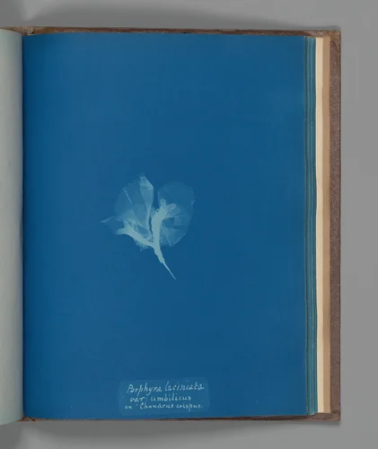 Porphyra laciniata, var: umbilicus on "Chondrus crispus" by Anna Atkins, photograph, 1851-1855
