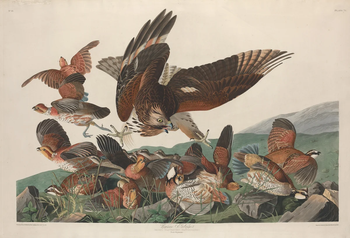 Virginian Partridge by Robert Havell, Jr.; John James Audubon, print, 1830
