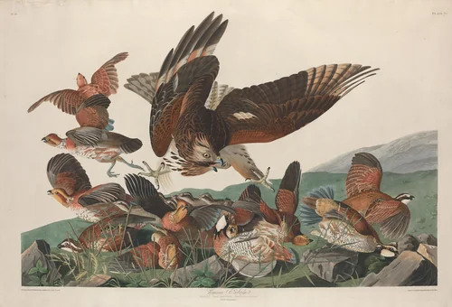 Virginian Partridge by Robert Havell, Jr.; John James Audubon, print, 1830