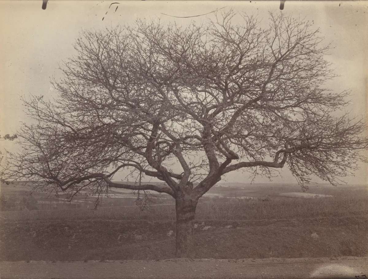 Untitled (fruit tree) by Eugène Atget, photograph, 1900