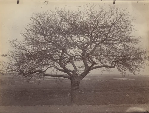 Untitled (fruit tree) by Eugène Atget, photograph, 1900