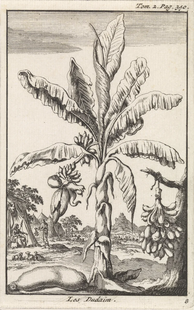 Boom met liefdesappels by Jan Luyken, print, 1705