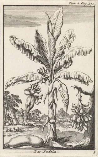 Boom met liefdesappels by Jan Luyken, print, 1705