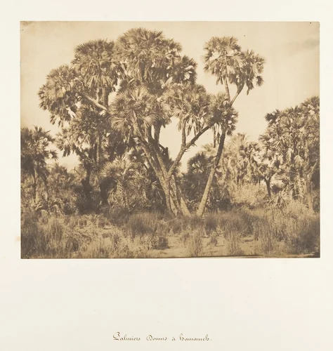 Palmiers Doums à Hamarneh by Maxime Du Camp, photograph, 1849-1850
