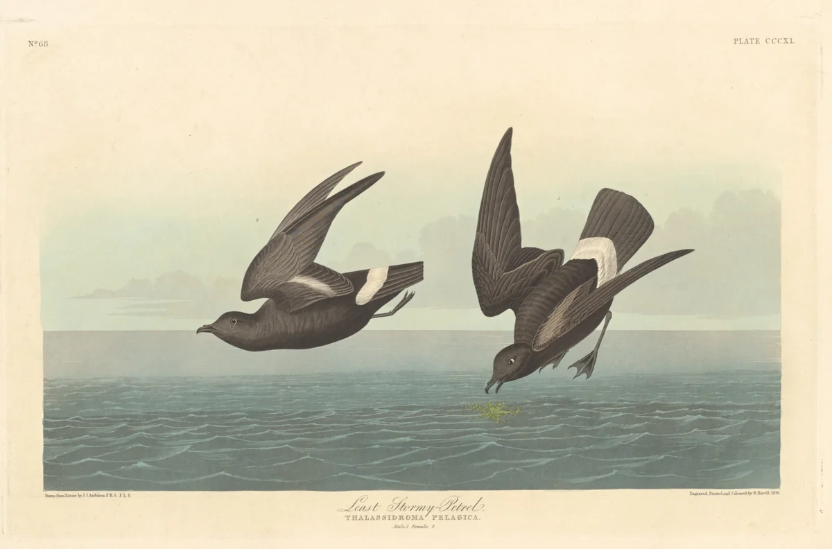 Least Stormy Petrel by Robert Havell, Jr.; John James Audubon, print, 1836