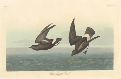 Least Stormy Petrel by Robert Havell, Jr.; John James Audubon, print, 1836