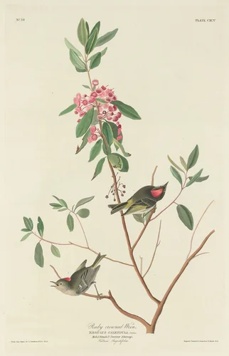 Ruby-crowned Wren by Robert Havell, Jr.; John James Audubon, print, 1834