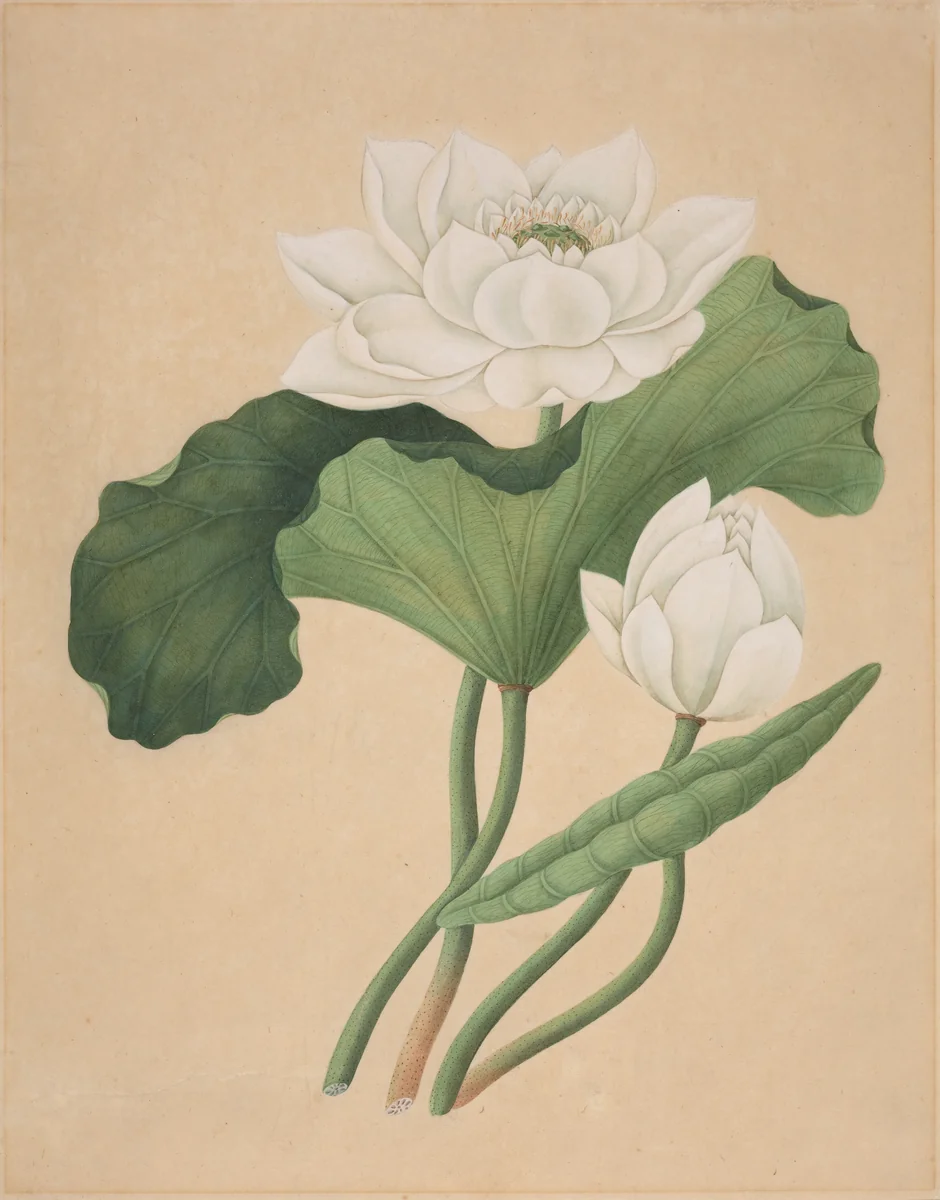 East Indian Lotus (Nelumbo nucifera) by British 19th Century, drawing, 1850-1899