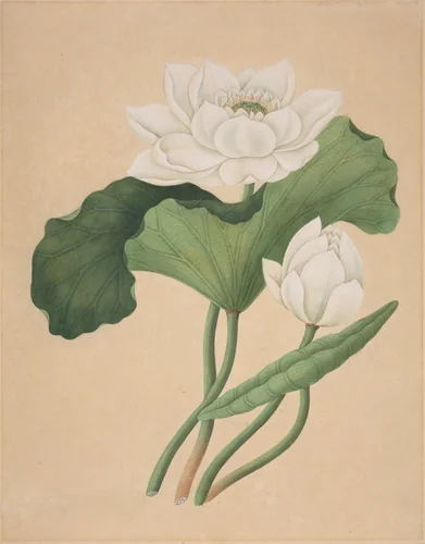 East Indian Lotus (Nelumbo nucifera) by British 19th Century, drawing, 1850-1899