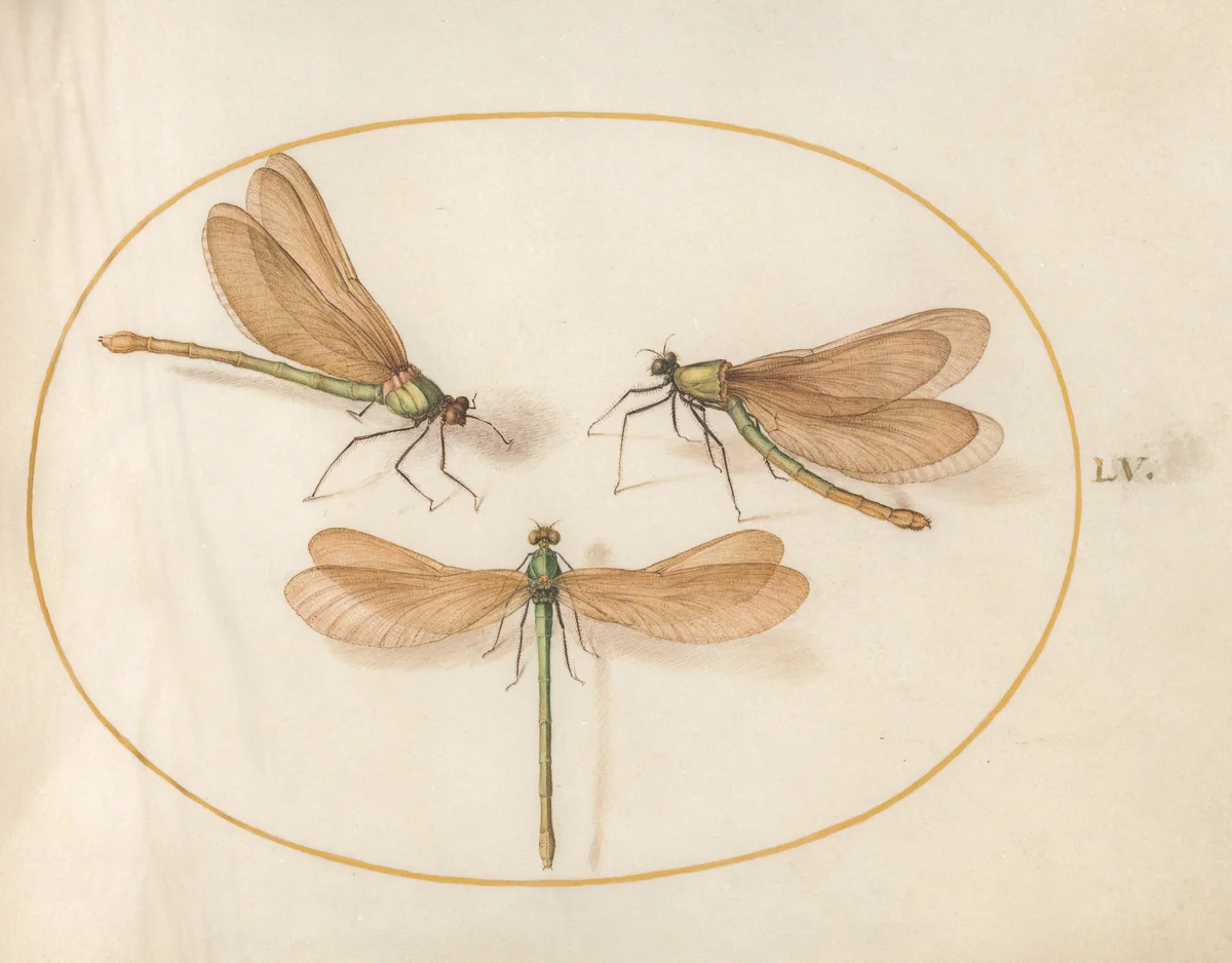 Plate 55: Three Green Damselflies with Brown Wings (Beautiful Desmoiselles?) by Joris Hoefnagel, drawing, 1570-1599