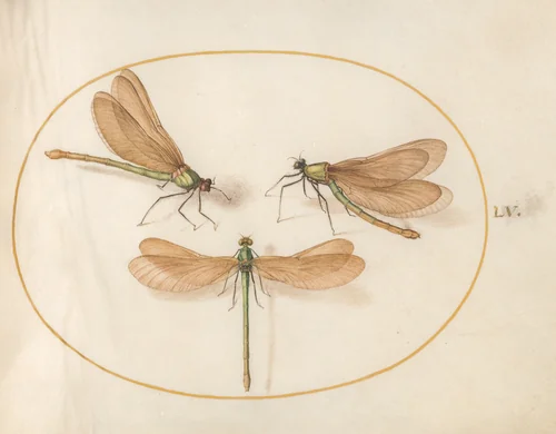 Plate 55: Three Green Damselflies with Brown Wings (Beautiful Desmoiselles?) by Joris Hoefnagel, drawing, 1570-1599