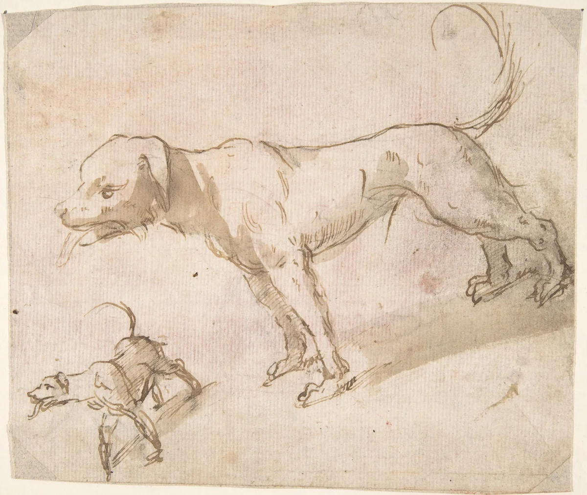 Two Dogs by anonymous, drawing, 1600-1699