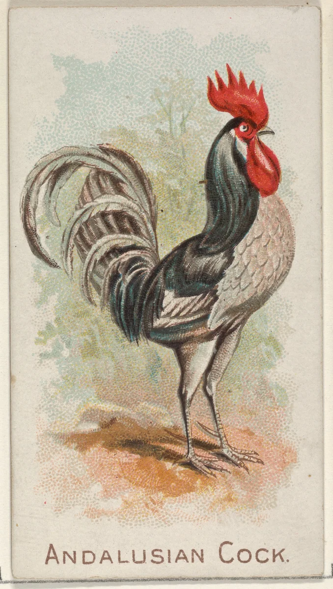 Andalusian Cock, from the Prize and Game Chickens series (N20) for Allen & Ginter Cigarettes by Allen & Ginter, print, 1891