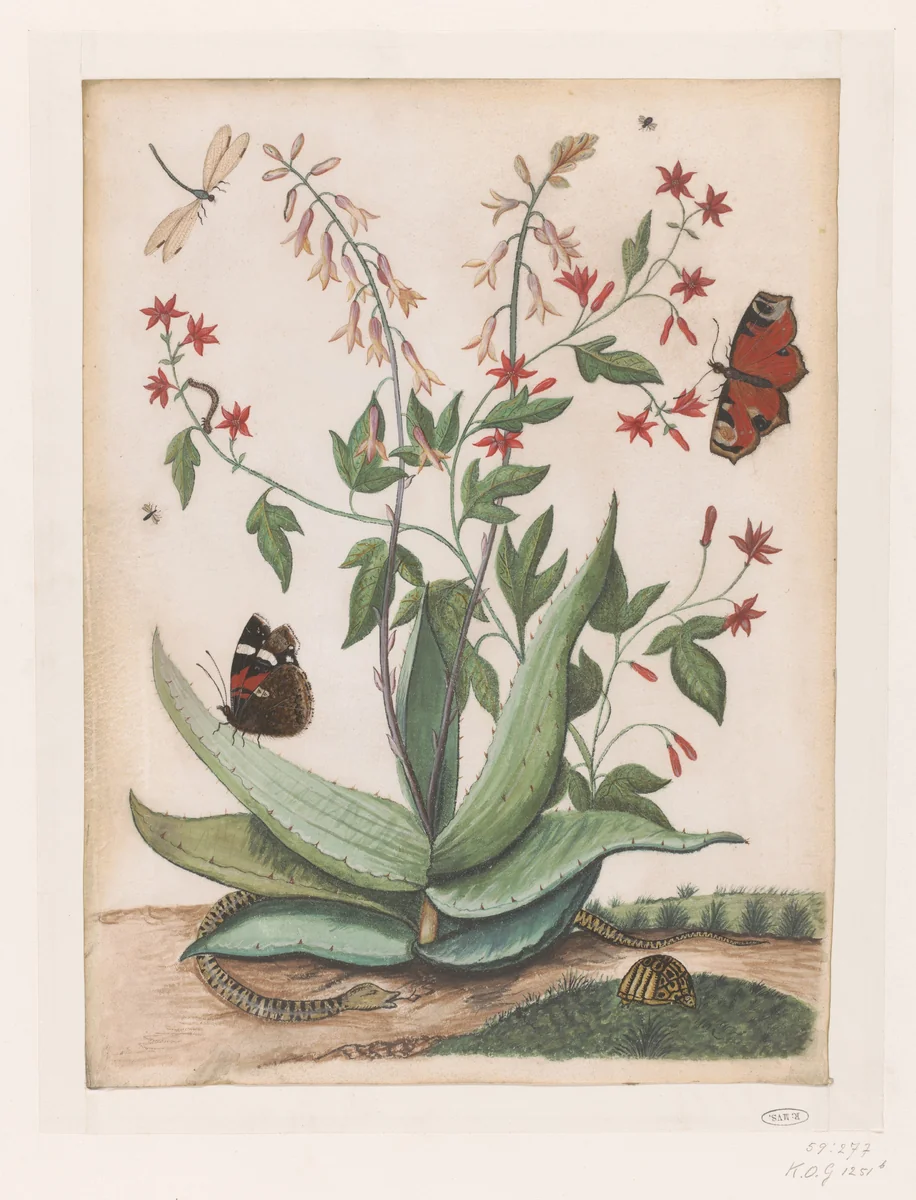 Vlinders, een slang en een schildpad rondom een bloeiende agave by Maria Moninckx, drawing, 1686-1757