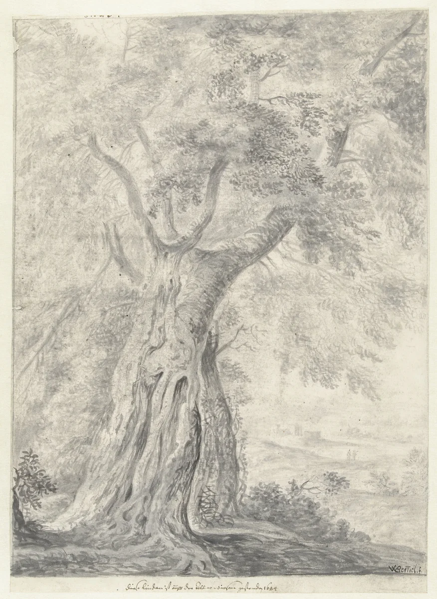 Studie van een boom by Willem von Bemmel, drawing, 1640-1708