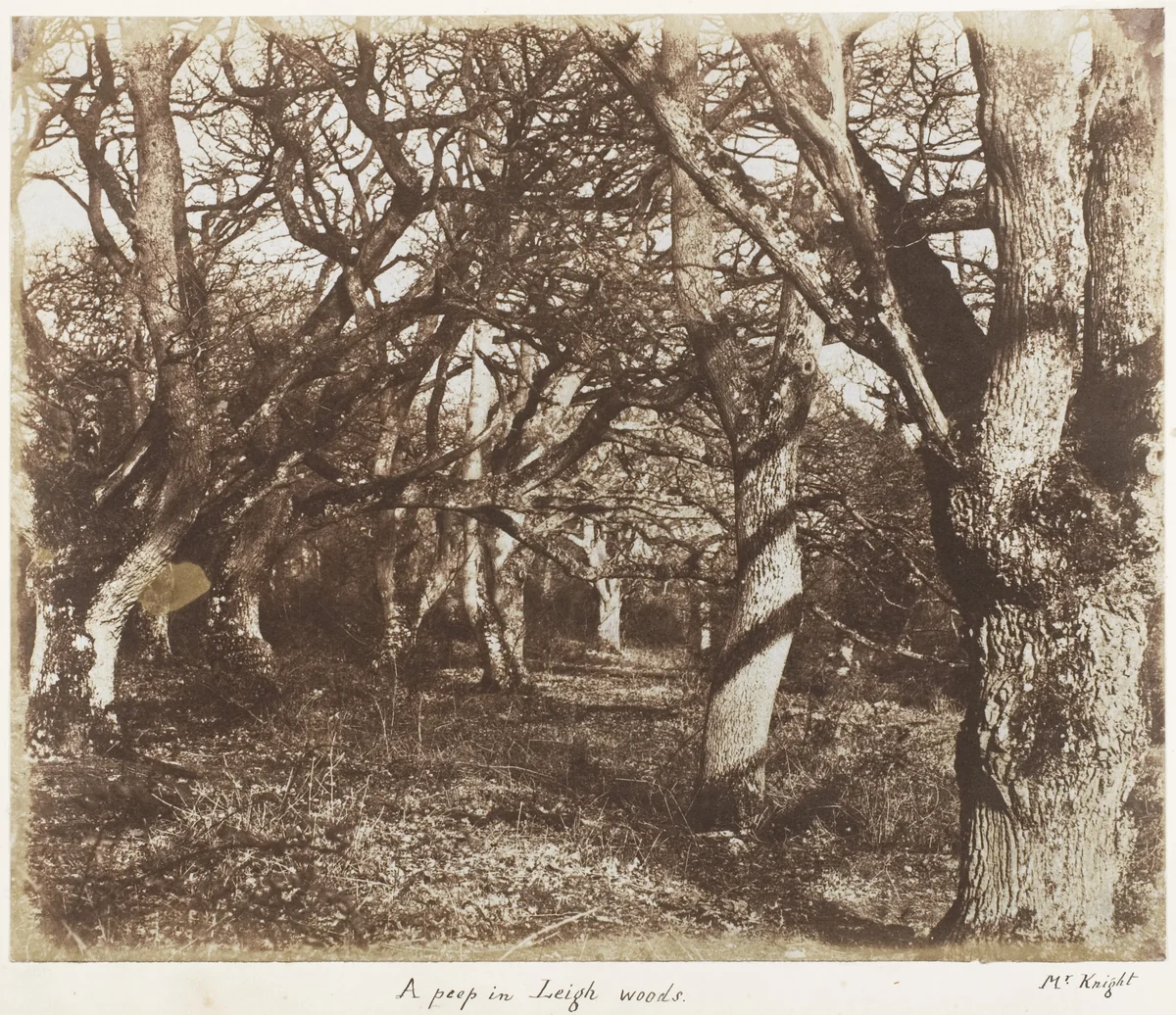 A Peep in Leigh Woods by James Knight, photograph, 1853-1856