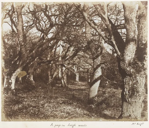 A Peep in Leigh Woods by James Knight, photograph, 1853-1856