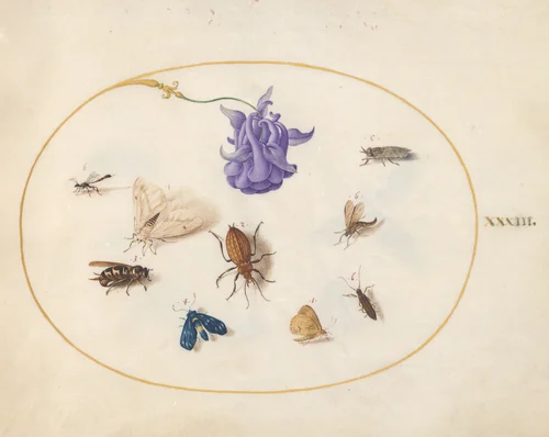 Plate 33: Moth and Butterfly with other Insects and a Columbine Flower by Joris Hoefnagel, drawing, 1570-1599