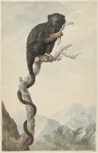 A Red-handed Tamarin by Jacob Perkois, drawing, 1776