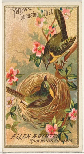 Yellow-breasted Chat, from the Birds of America series (N4) for Allen & Ginter Cigarettes Brands by Allen & Ginter, print, 1888