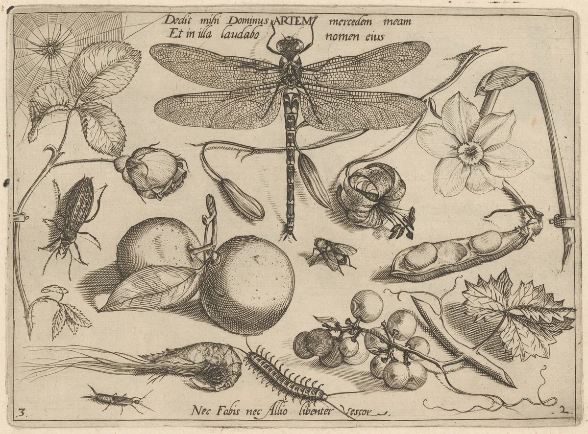 Archetypa studiaque patris Georgii Hoefnagelii [Part 2, Plate 3] by Jacob Hoefnagel; Joris Hoefnagel, print, 1592