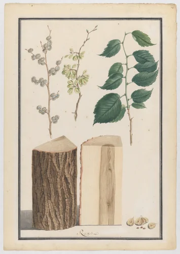 Studies of the leaves, blossoms, fruits and trunk of an English elm (Ulmus procera) by Ludwig Pfleger, drawing, 1788