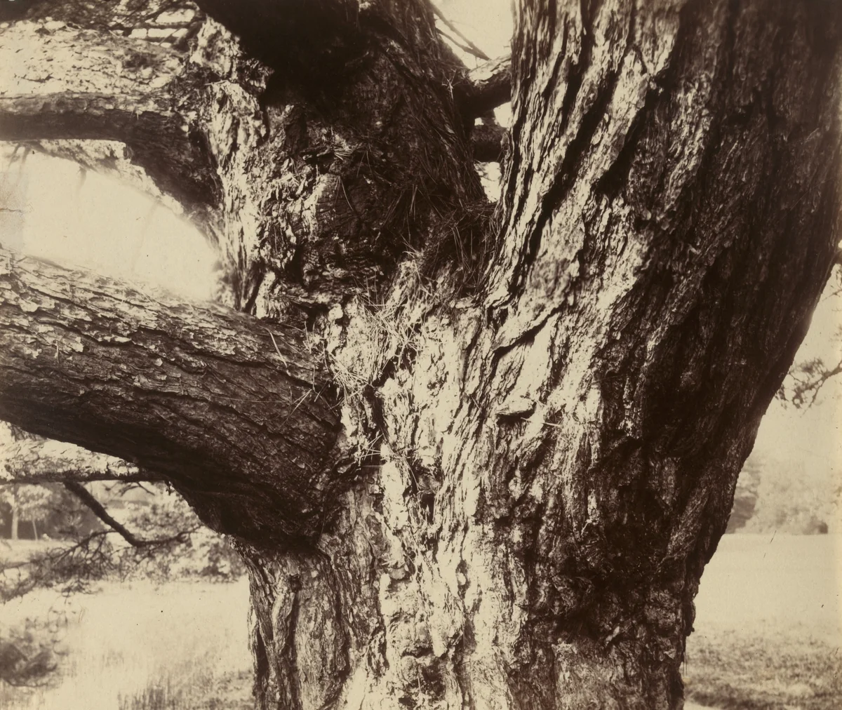 Trianon by Eugène Atget, photograph, 1910