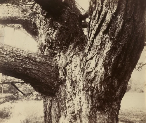 Trianon by Eugène Atget, photograph, 1910