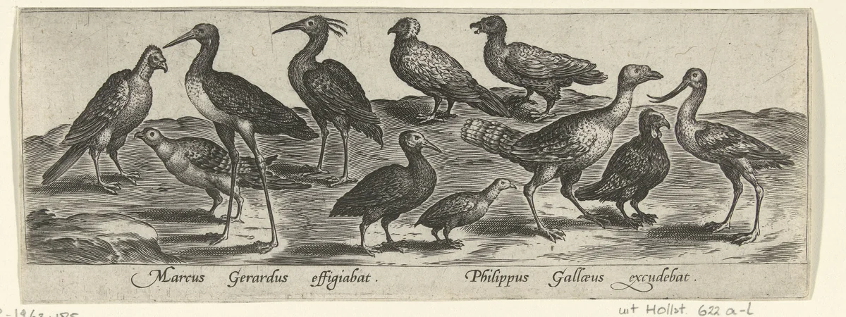 Waad- en kustvogels by Unknown, print, 1547-1590