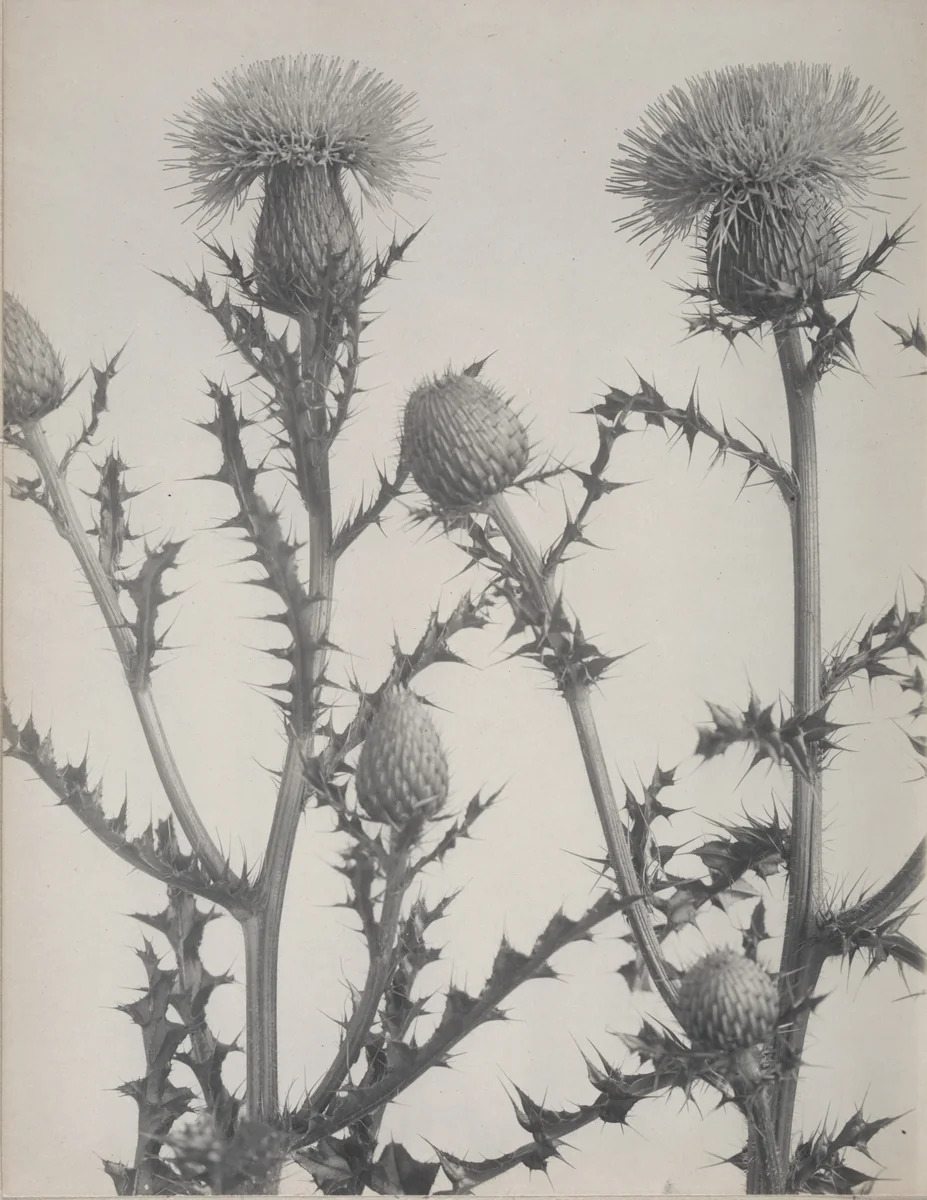 Thistle by Edwin Hale Lincoln, photograph, 1893
