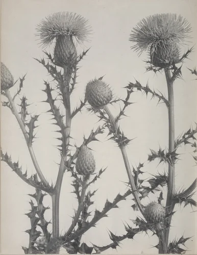 Thistle by Edwin Hale Lincoln, photograph, 1893