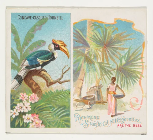 Concave-Casqued Hornbill, from Birds of the Tropics series (N38) for Allen & Ginter Cigarettes by Allen & Ginter, print, 1889