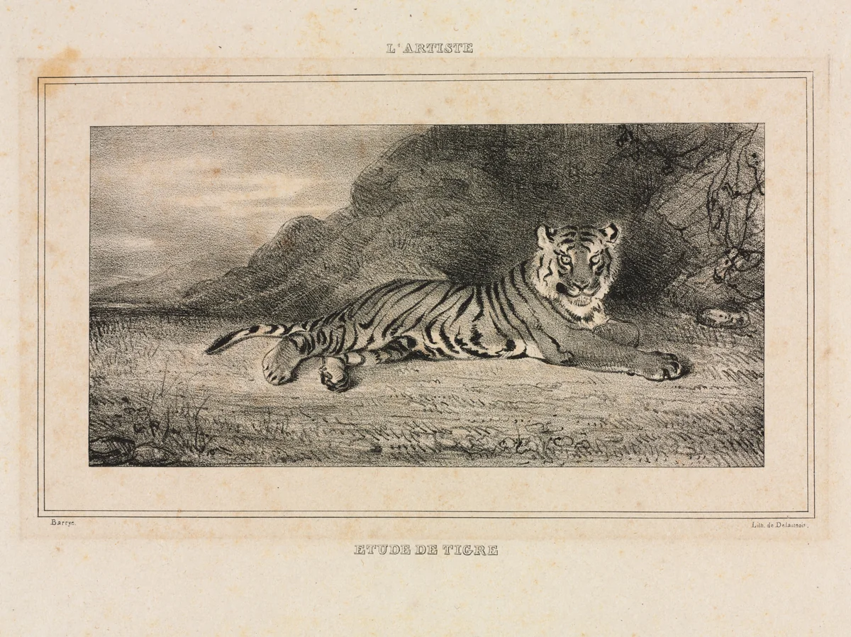 Study of a Tiger by Antoine-Louis Barye, print, 1832