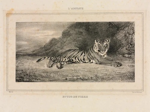 Study of a Tiger by Antoine-Louis Barye, print, 1832