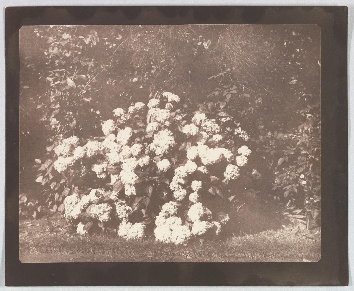 A Bush of Hydrangea in Flower by William Henry Fox Talbot, photograph, 1839-1847