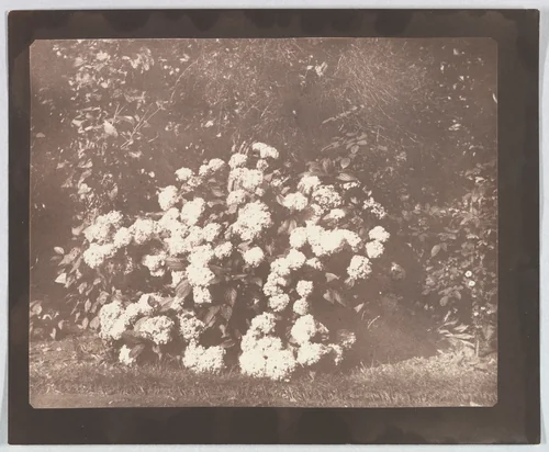 A Bush of Hydrangea in Flower by William Henry Fox Talbot, photograph, 1839-1847