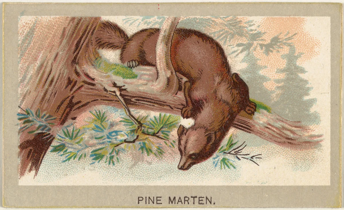 Pine Marten, from the Animals of the World series (T180), issued by Abdul Cigarettes by Abdul Cigarettes, print, 1881