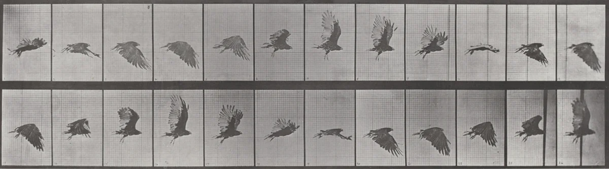 Plate Number 766. Vulture flying by Eadweard Muybridge, photograph, 1887