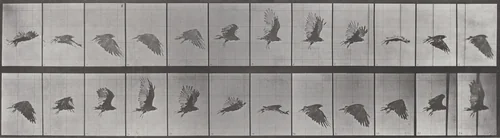 Plate Number 766. Vulture flying by Eadweard Muybridge, photograph, 1887