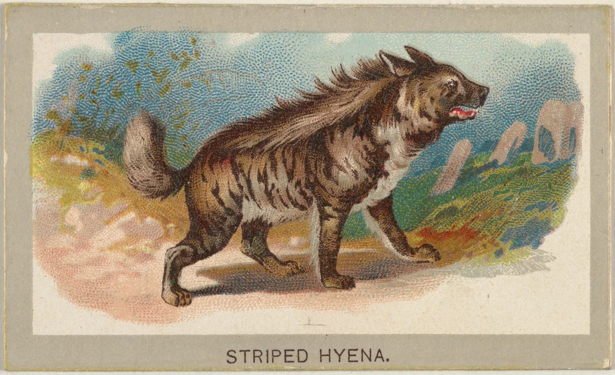 Striped Hyena, from the Animals of the World series (T180), issued by Abdul Cigarettes by Abdul Cigarettes, print, 1881