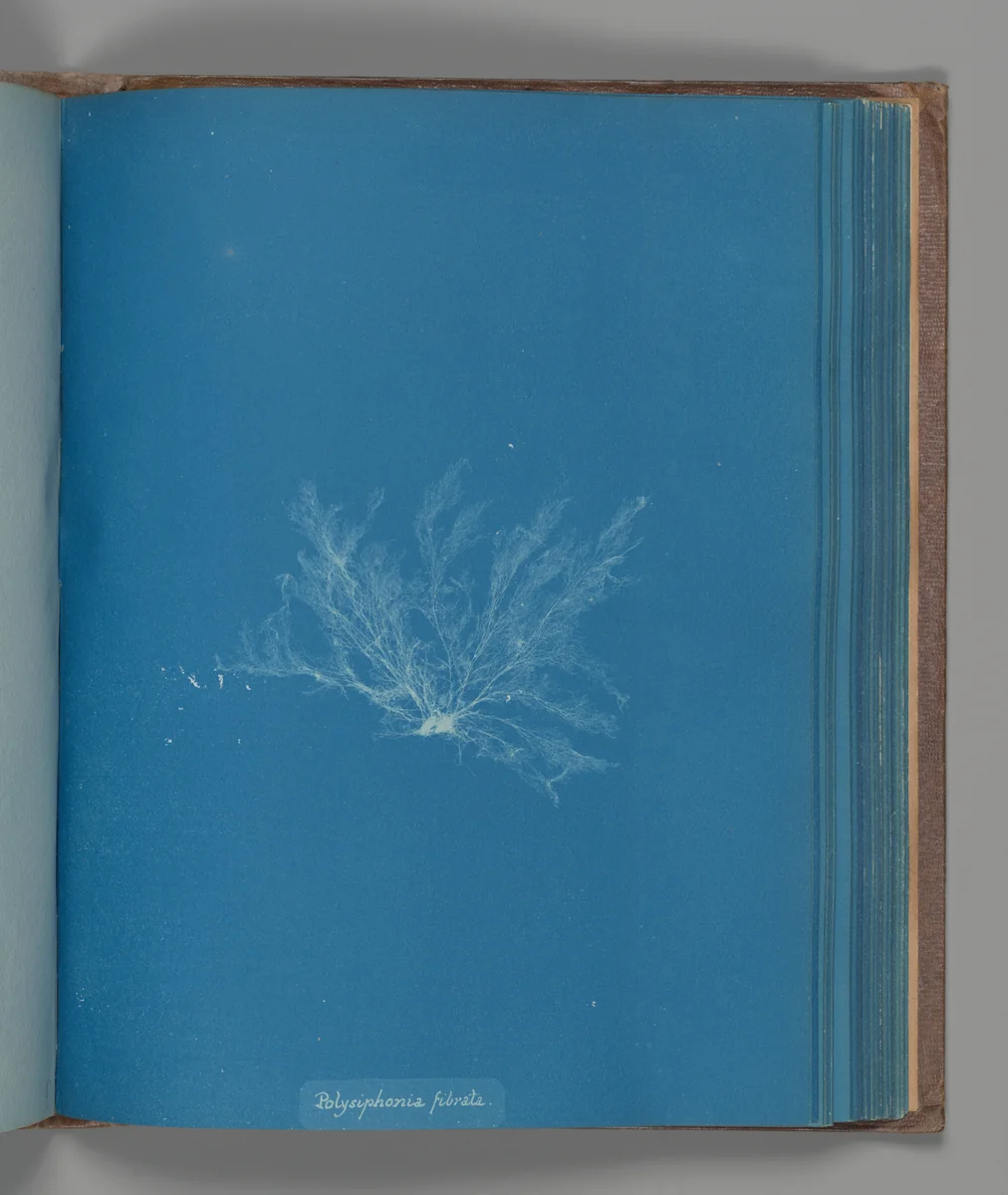 Polysiphonia fibrata by Anna Atkins, photograph, 1851-1855