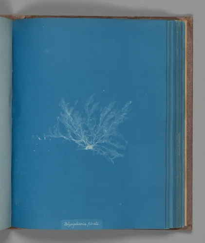 Polysiphonia fibrata by Anna Atkins, photograph, 1851-1855