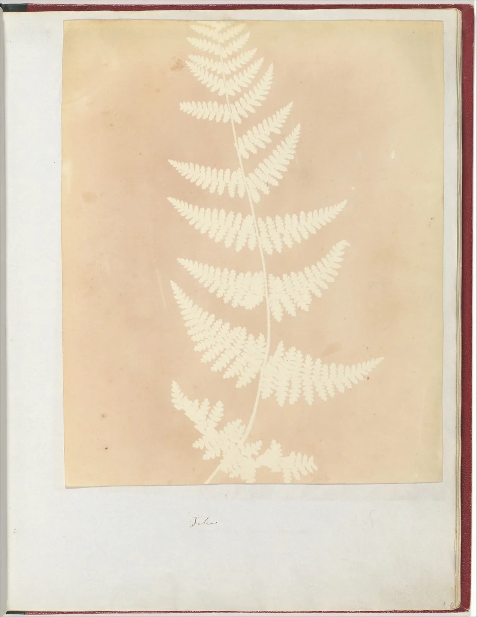 Felce by William Henry Fox Talbot, photograph, 1839