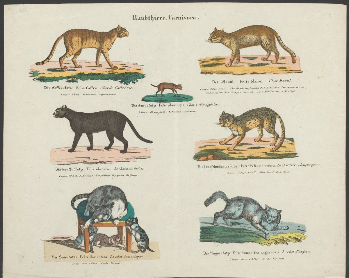Soorten kattenachtige by anonymous, print, 1837-1868