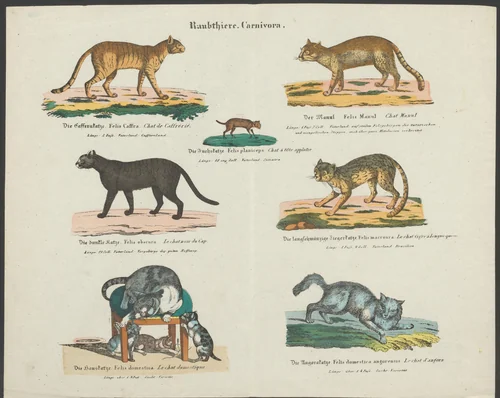 Soorten kattenachtige by anonymous, print, 1837-1868